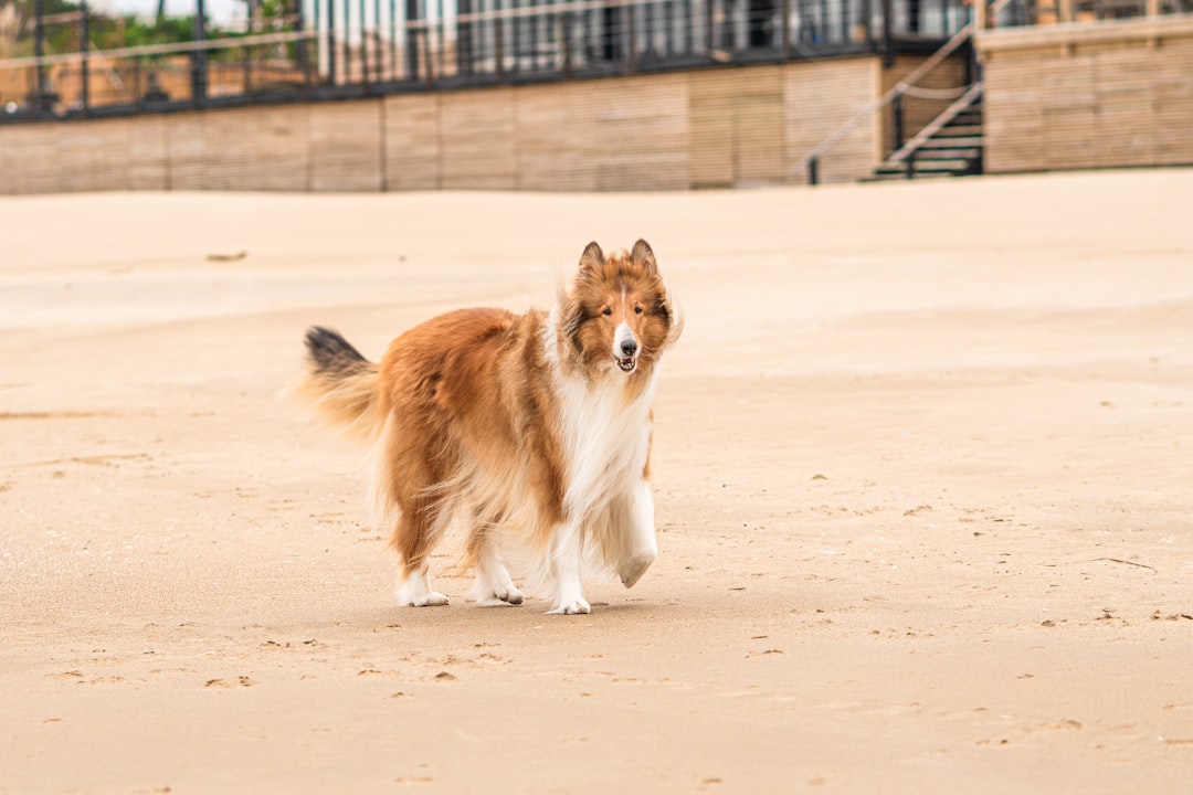 Photo Happy dog