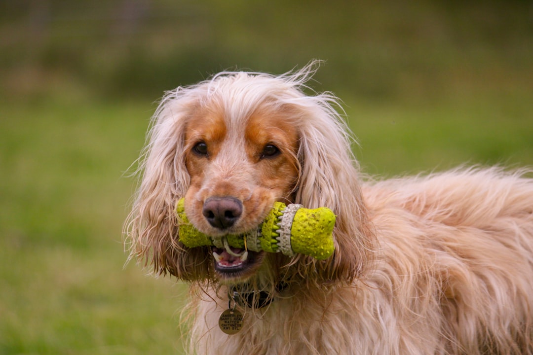 Photo Happy dog