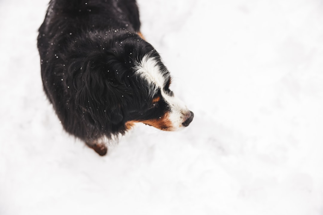 Photo Happy dog