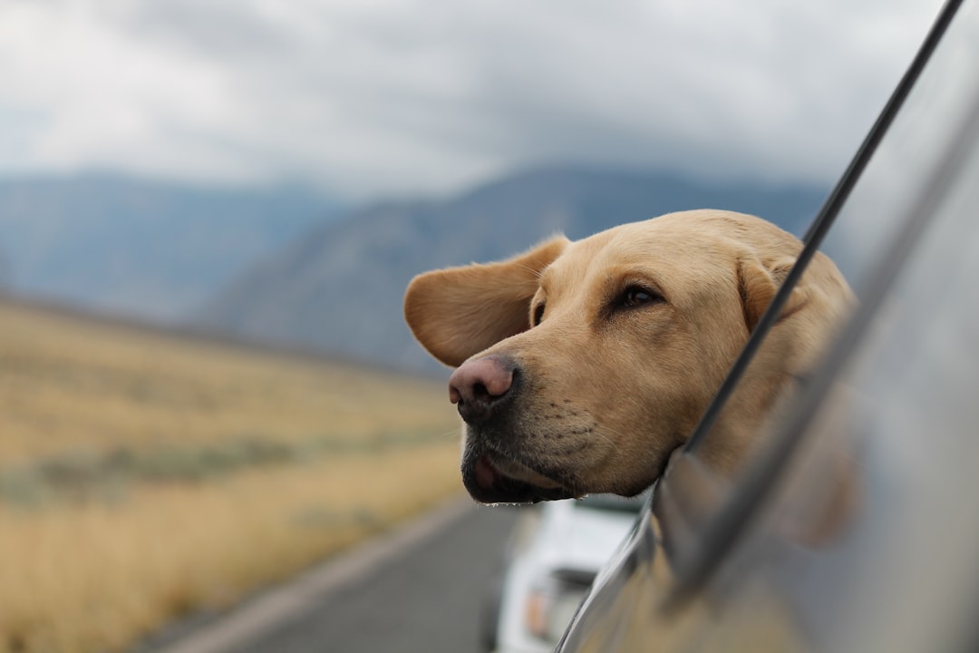 Photo Dog with vet